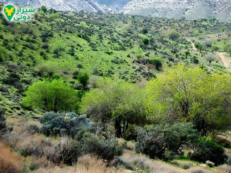 آب‌وهوای و طبیعت فسا