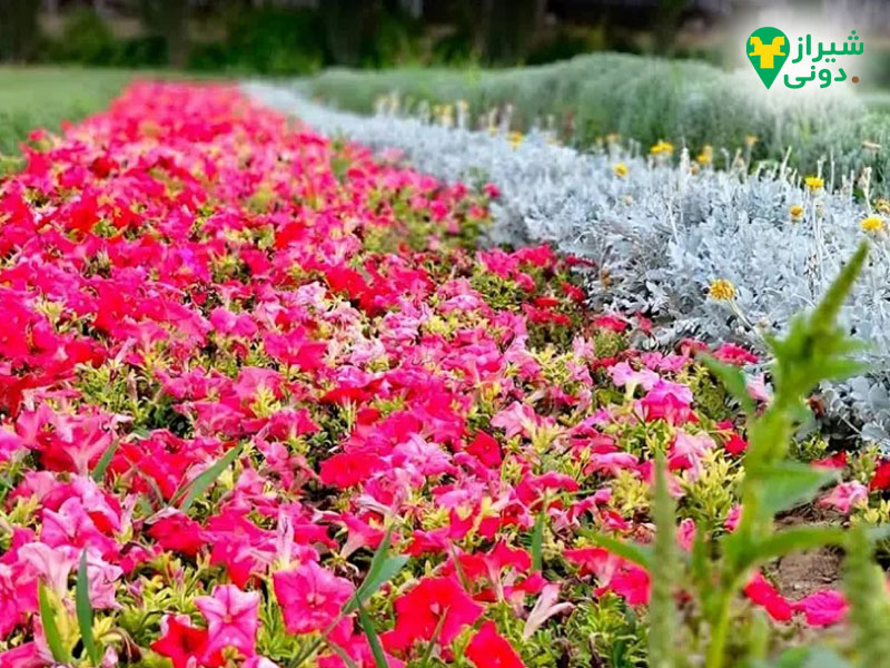 باغ گل شیراز در اطراف قصردشت