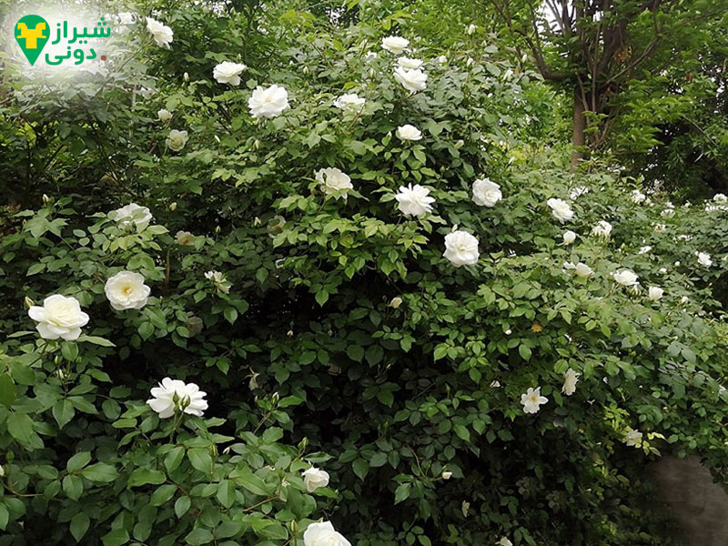 پارک رویا در قصردشت شیراز