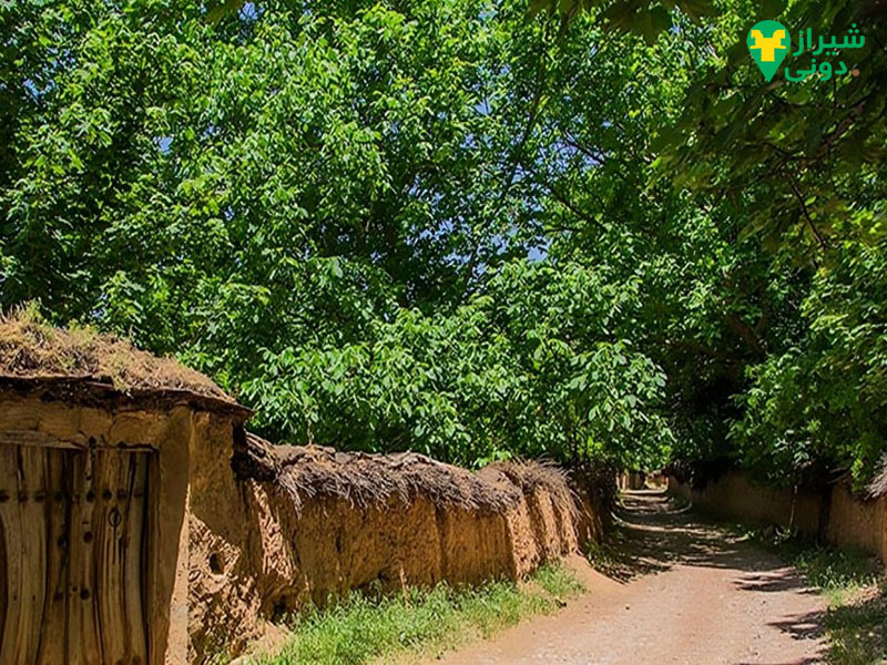 حال و هوای کوچه باغ های محله قصردشت شیراز