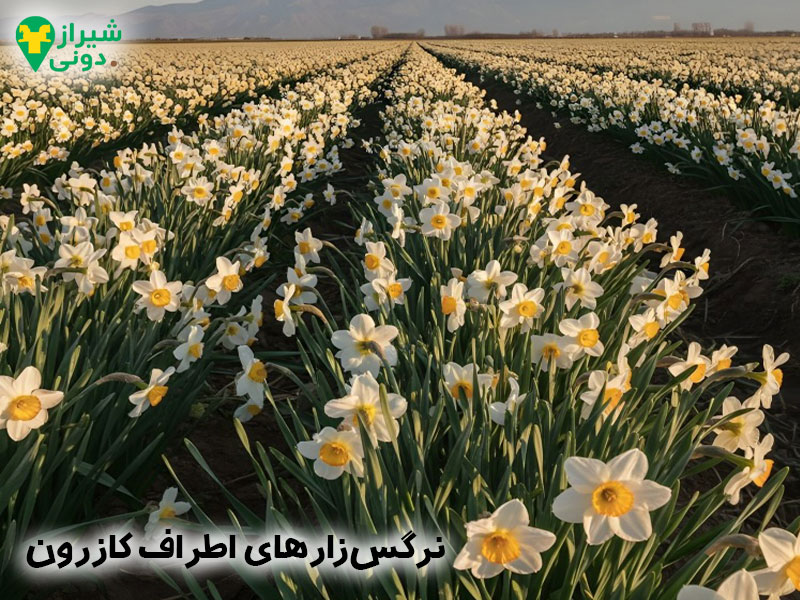 تصویری از نرگس‌زارهای اطراف شهر کازرون