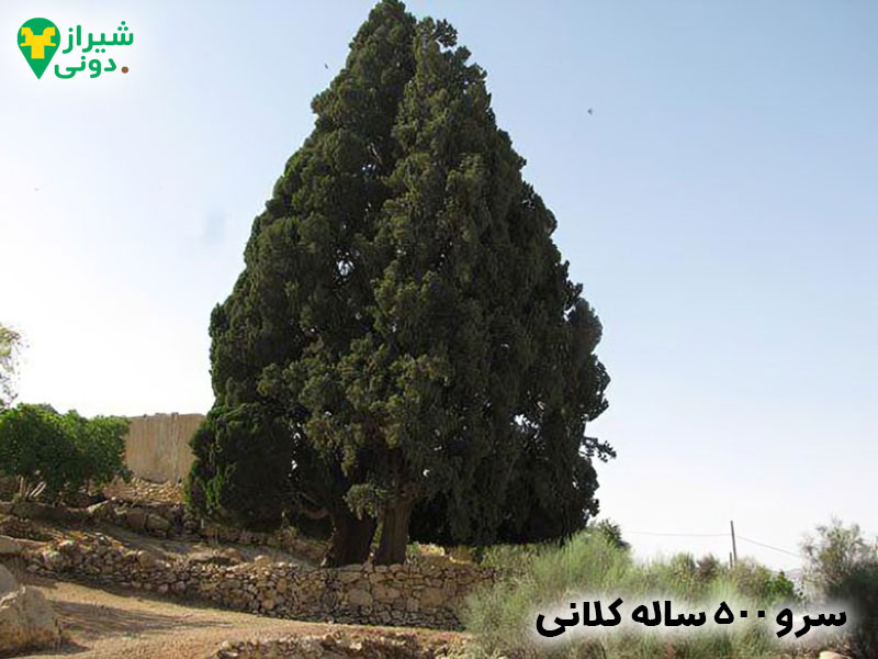 سرو ۵۰۰ ساله کلانی در شهر کازرون