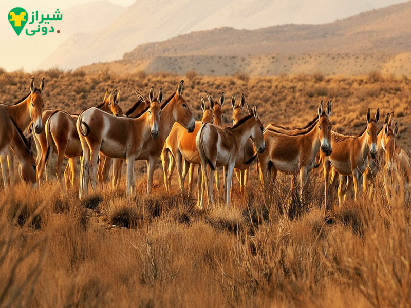 منطقه حفاظت‌شده پارک ملی بهرام گور واقع در نی ریز