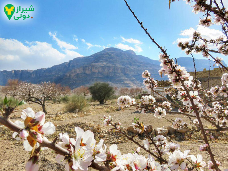 بیدبخون (بیدبخویه) در شهر نی ریز