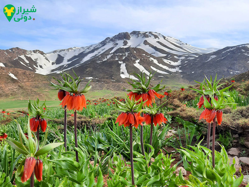 دشت لاله‌های واژگون مشکان از توابع شهر نی ریز