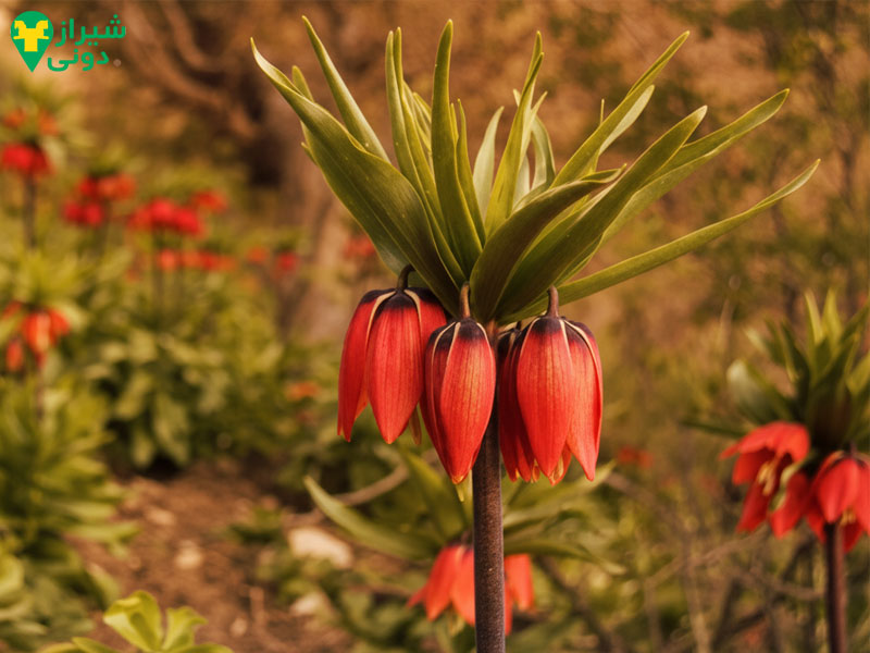 آب‌وهوا و بهترین زمان سفر به نی‌ریز