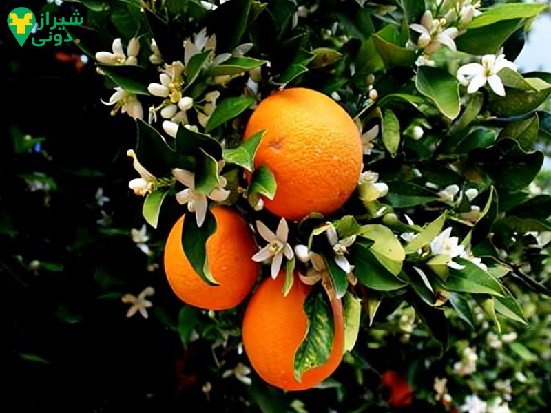 عطر بهارنارنج شیراز 